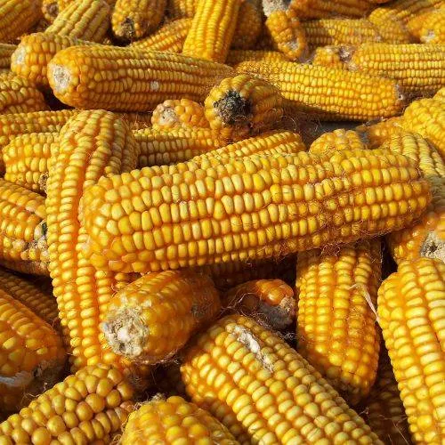 Gen3 Corn Laced Sneakers